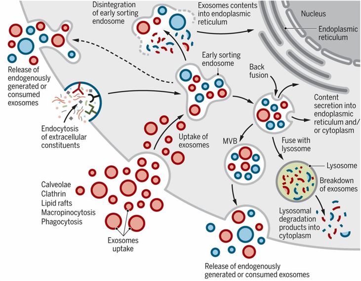Cellular journey of internalized exosomes and endogenously produced exosomes.